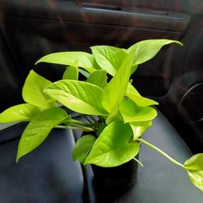 "Money Plant Indoor Plant - Click here to View more details about this Product